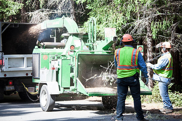 Reliable Syracuse, NY Tree Care Solutions