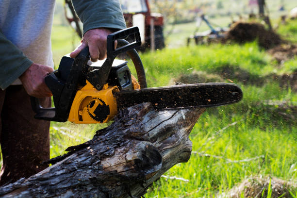 How Our Tree Care Process Works  in  Syracuse, NY